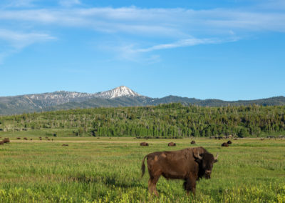 Buffalo in Wyoming
