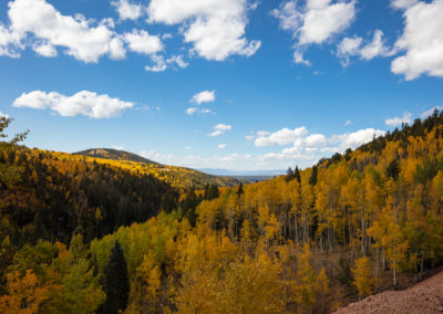 Aspens in September in the Rocky Mountains
